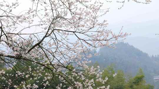 春天阳光下的樱花花朵