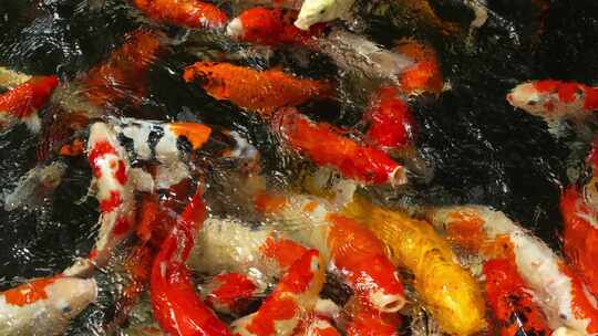 锦鲤金鱼鲤鱼戏水鱼池 鱼锦鲤锦鲤锦鲤夏至视频素材模板下载