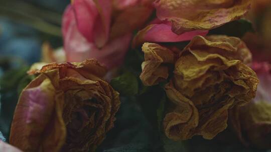 枯萎的玫瑰，凋落的花朵素材视频素材模板下载