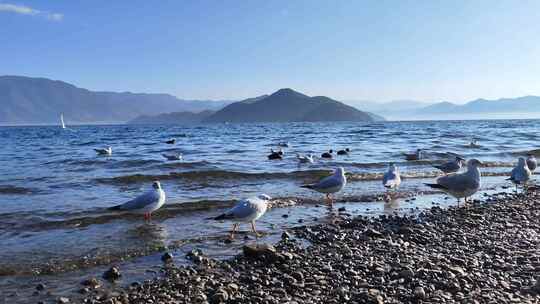 云南省丽江市泸沽湖候鸟红嘴鸥，喂海鸥