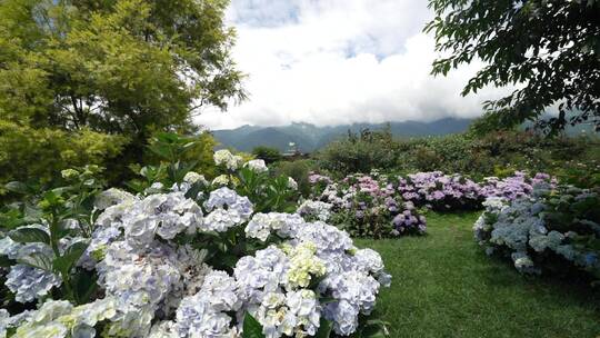 花园花海绣球花