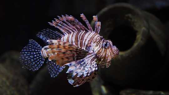 红狮子鱼，水族馆，鱼，有毒