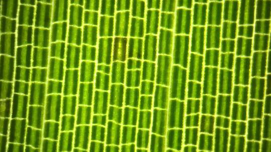显微摄影 植物细胞（竹叶）视频素材模板下载