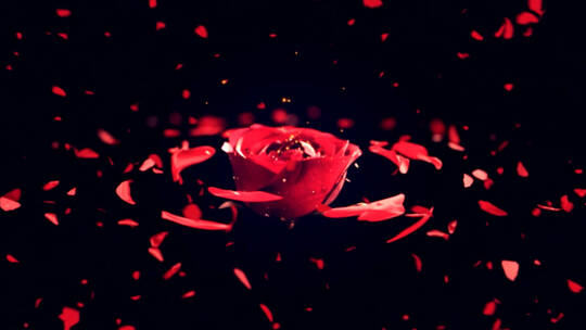 3D立体玫瑰花