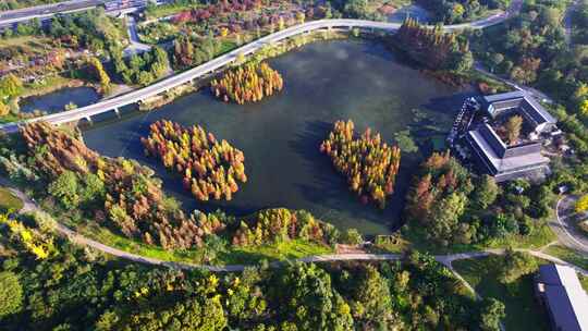 成都白鹭湾湿地公园秋季水杉红叶绿道航拍