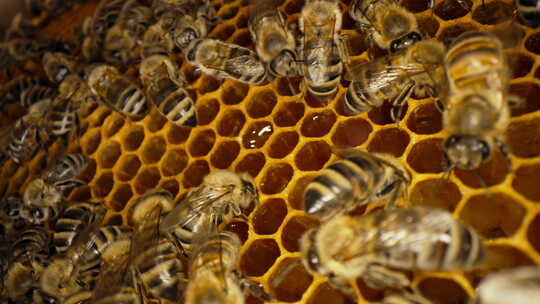 在蜂巢中工作于蜂巢生活的Carniola视频素材模板下载