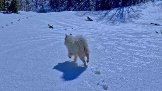 狗在雪地上开心玩耍