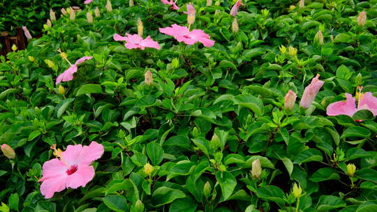 朱瑾花 南宁青秀山花园