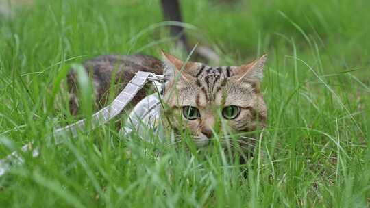 在小区公园草丛里的小猫