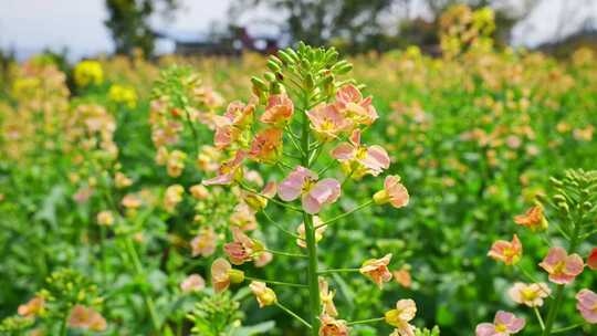 油菜花春天油菜花海油菜花田菜花花海