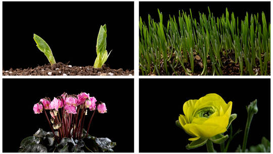万物生长生机勃勃春暖花开延时种子发芽合集