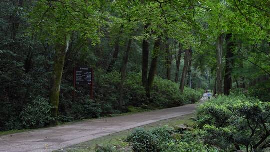 杭州西湖景区虎跑公园森林氧吧