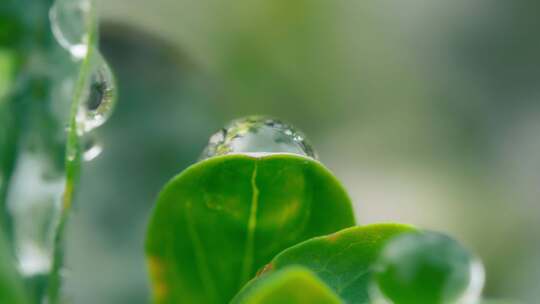 特写雨后大自然