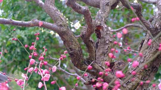 植物园公园梅花花朵开花春天风景视频素材