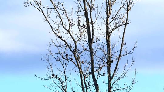 冬天蓝天下枯树上的小鸟