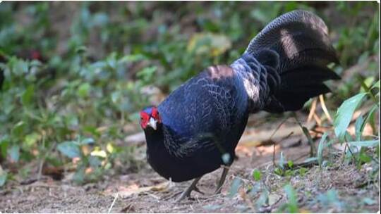 高黎贡山美丽灵禽: 活动路线固定的黑鹇