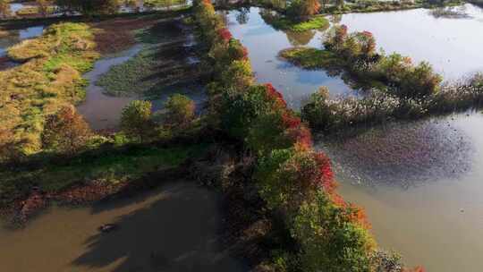 杭州余杭区北湖草荡湿地秋天风光航拍视频素材模板下载