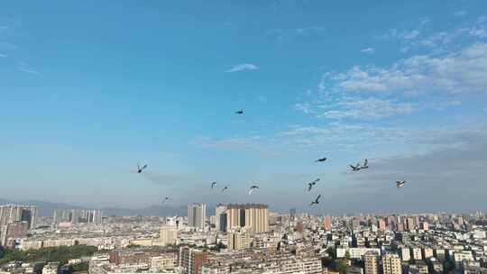 城市上空鸽子飞鸟航拍鸟群城市飞翔一群鸽子