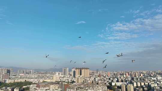 城市上空鸽子飞鸟航拍鸟群城市飞翔一群鸽子视频素材模板下载