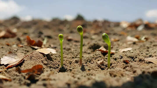 土壤中幼苗生长延时特写拍摄