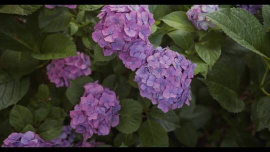 向上倾斜充满活力的紫色蓝色绣球花