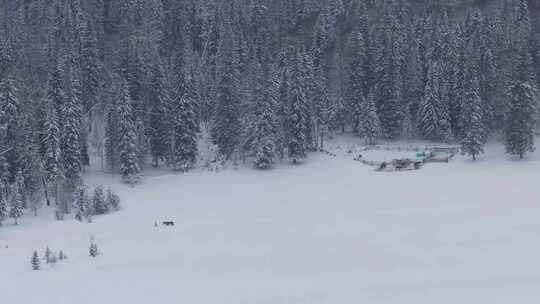 航拍新疆喀纳斯牧民牵马走在雪地上