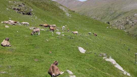 夏天山坡上吃草的牛群