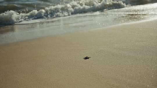 小海龟沙滩冲向大海