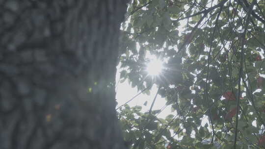树影 光影婆娑 阳光 树叶