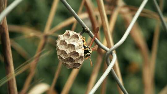 纸黄蜂开始建造新巢穴