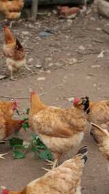 三农散养土鸡高清在线视频素材下载
