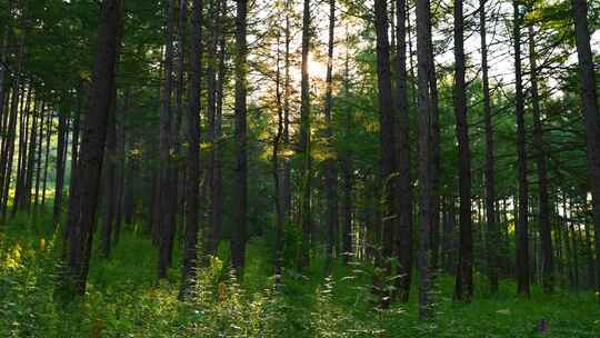 森林自然风景原始森林生态环境视频素材模板下载