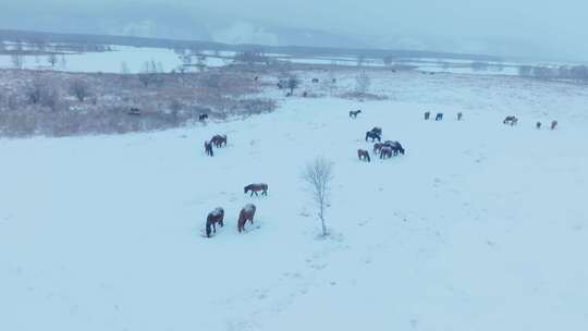 风雪中的马群视频素材模板下载