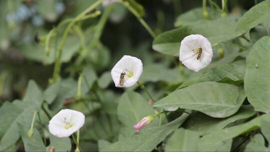 蜜蜂和白色的牵牛花