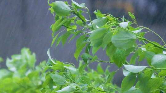 城市下暴雨下雨天雨水雨滴植物树叶子树木雨