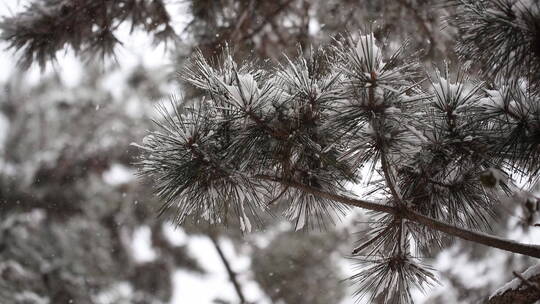 松树松针上的积雪和飞舞的雪花飘落