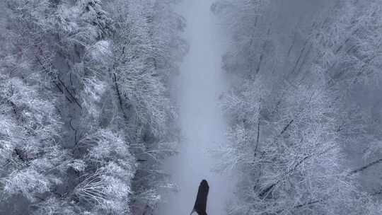 东北冬天暴雪大雪中的林海雪原