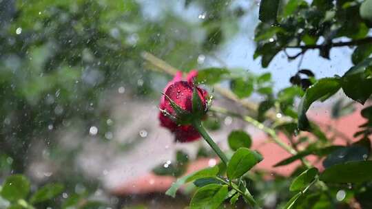 雨水打在玫瑰花上