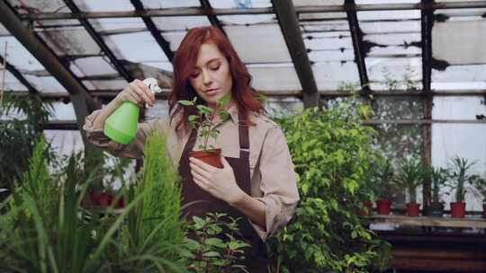 温室，植物苗圃，植物，女人