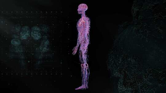 人体解剖 人体组织 人体器官 医学