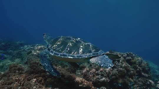 水下，海龟，海洋生物，海