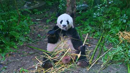 四川成都大熊猫繁殖基地里可爱的国宝大熊猫