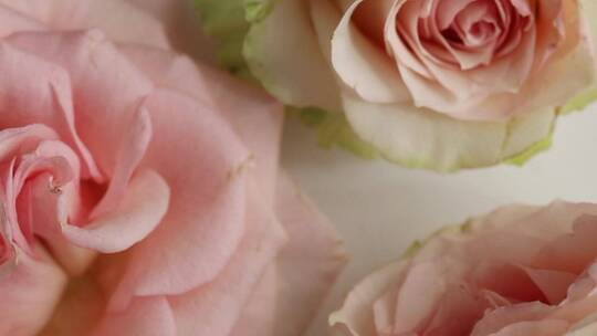 三朵粉红玫瑰的特写镜头