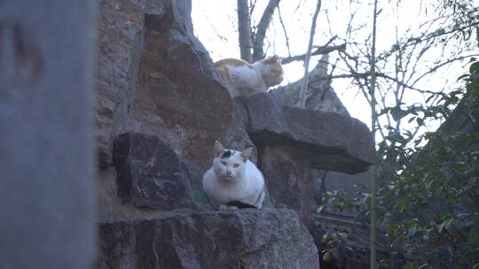 野猫流浪猫懒猫公园小猫视频素材模板下载