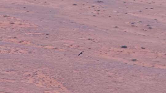 沙漠雄鹰飞翔视频素材模板下载
