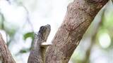 树枝上爬行的蜥蜴高清在线视频素材下载