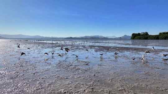 4k深圳福田区红树林合集