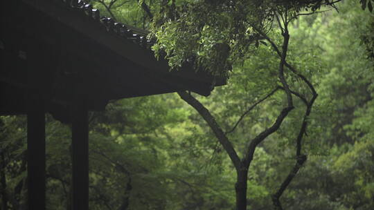 古建筑 水墨画 江南房檐 治愈植物