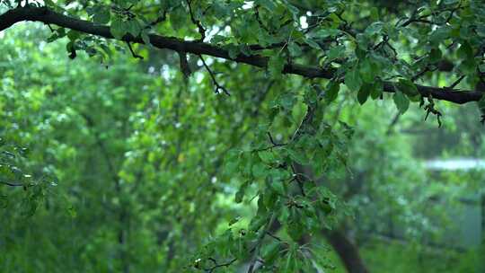 雨天期间绿叶的浅焦点