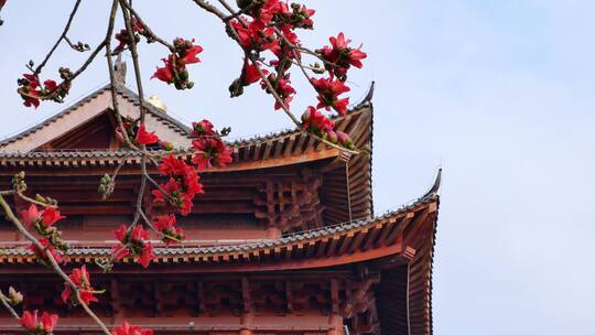 春风中摇曳的木棉花